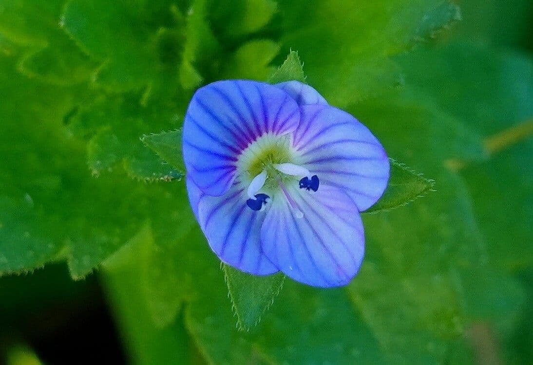 Veronica persica