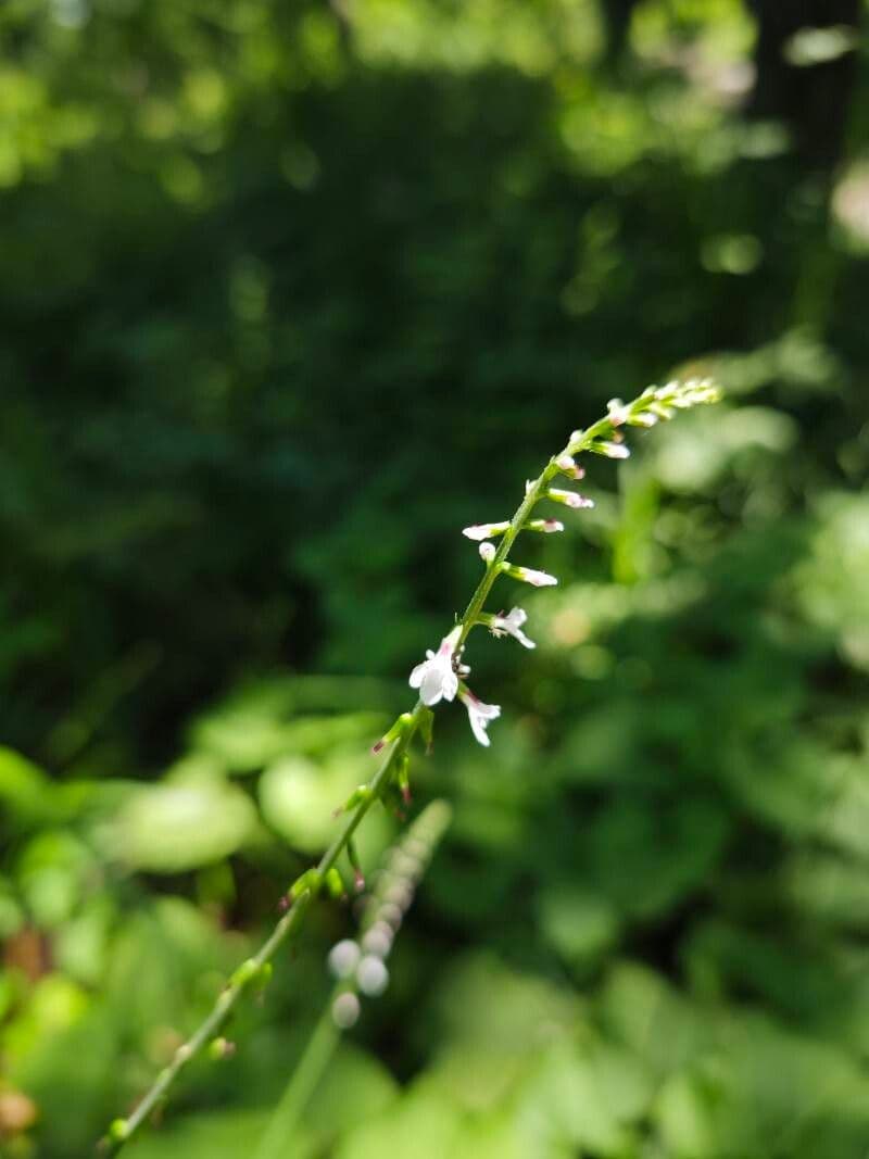 Phryma leptostachya