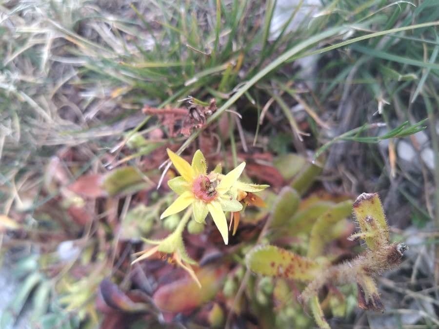 Saxifraga mutata