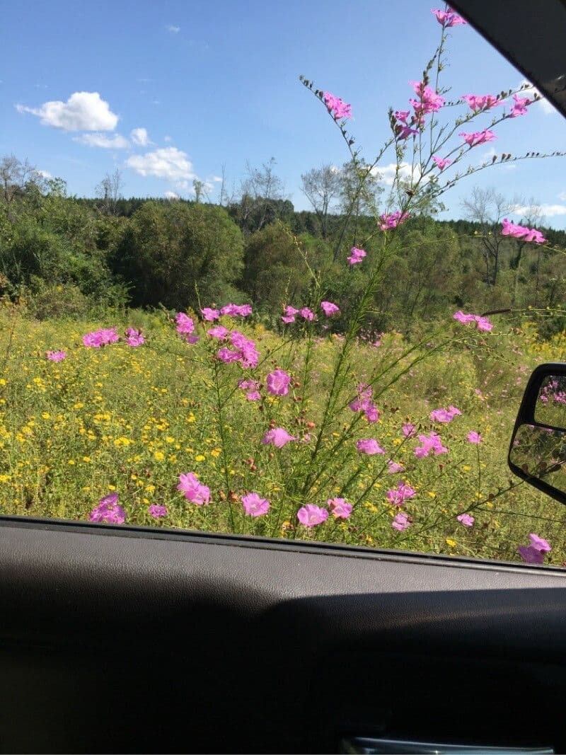 Agalinis purpurea