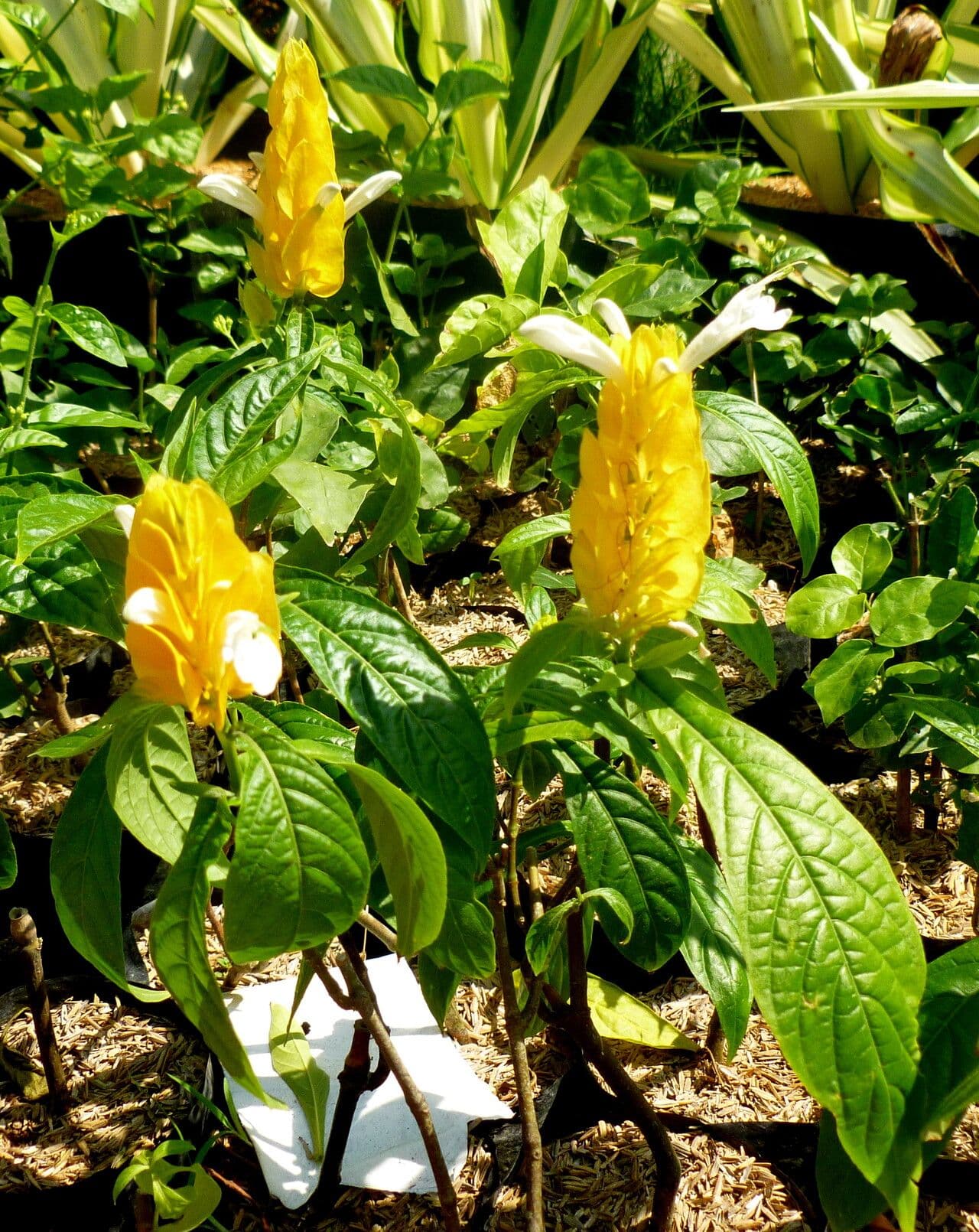 Pachystachys lutea