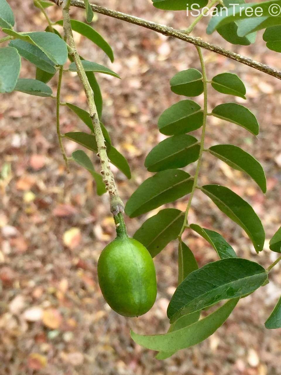 Xanthocercis zambesiaca