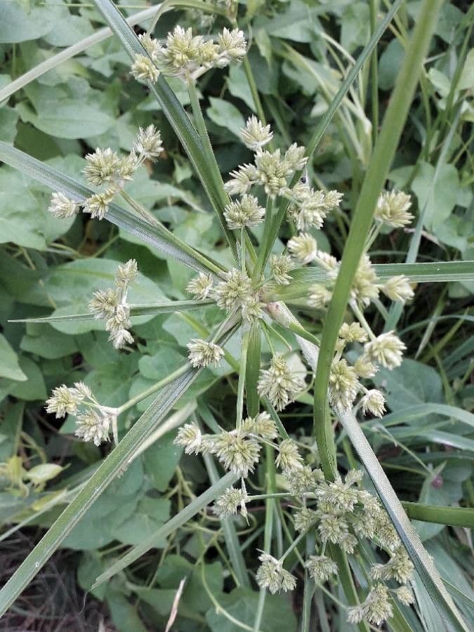 Cyperus eragrostis