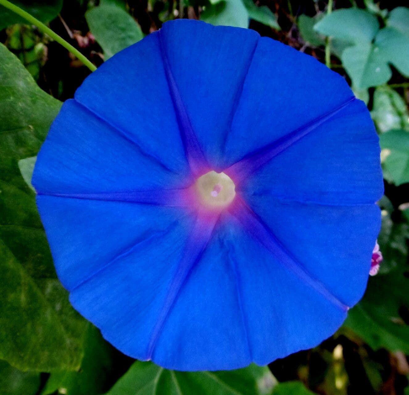 Ipomoea cairica