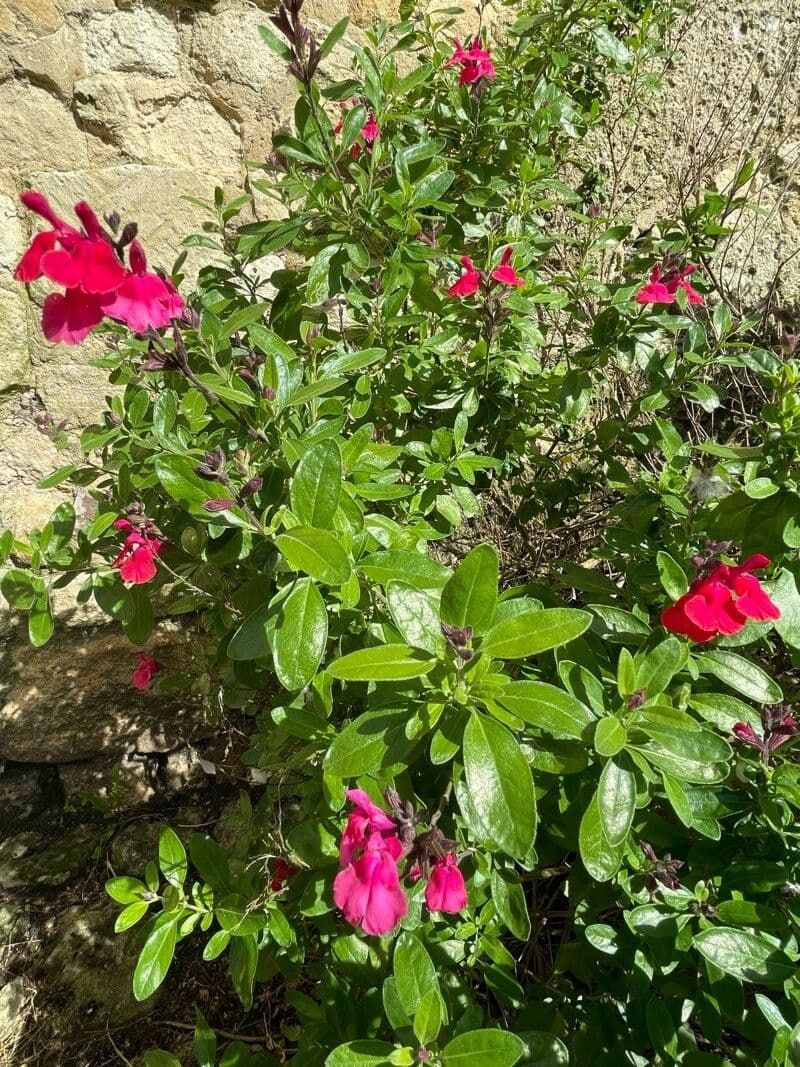 Salvia greggii