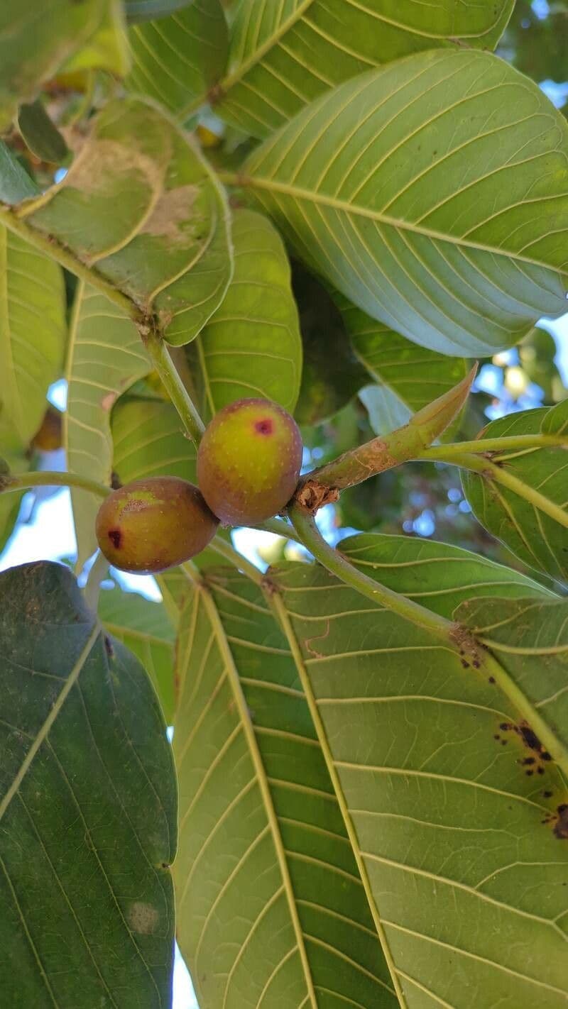 Ficus altissima