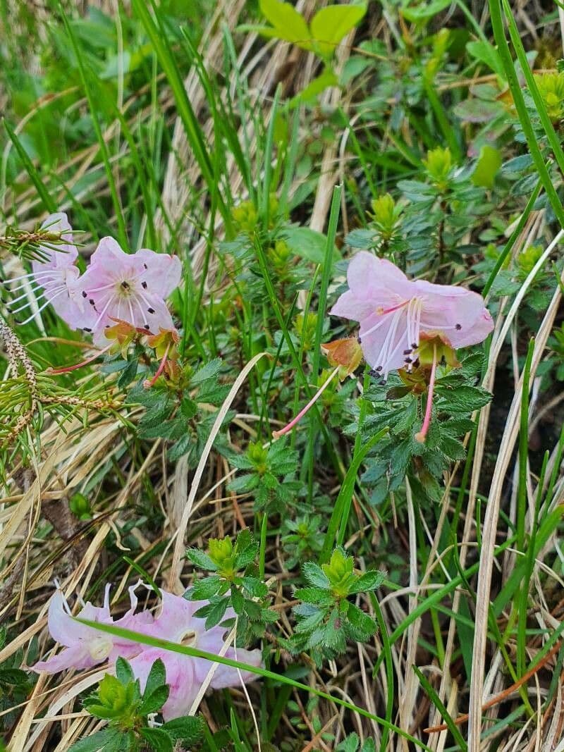 Rhodothamnus chamaecistus