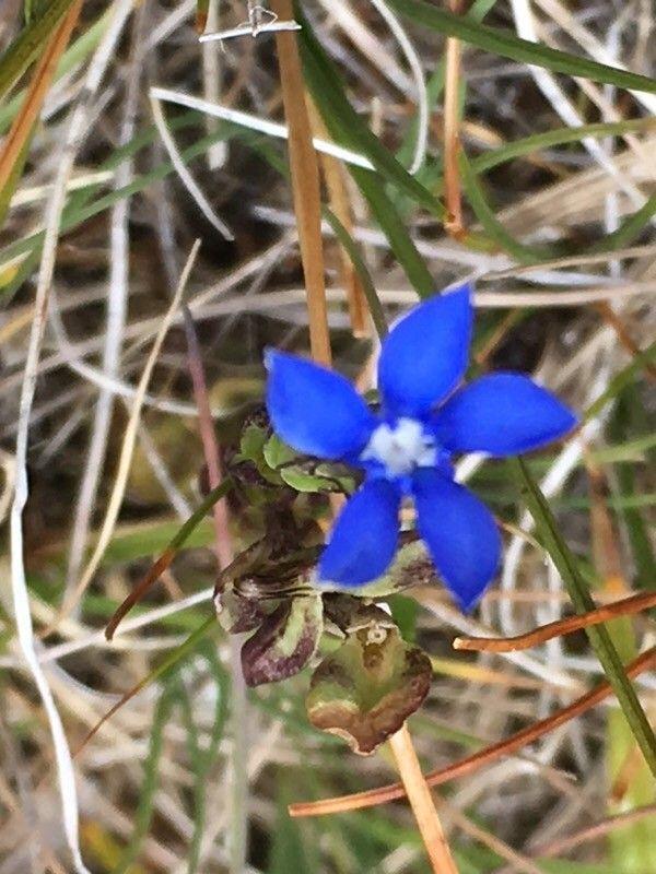 Gentiana nivalis