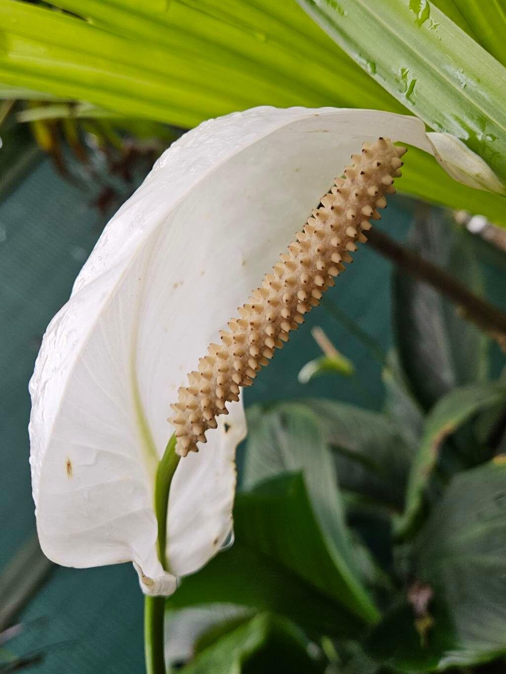 Spathiphyllum blandum