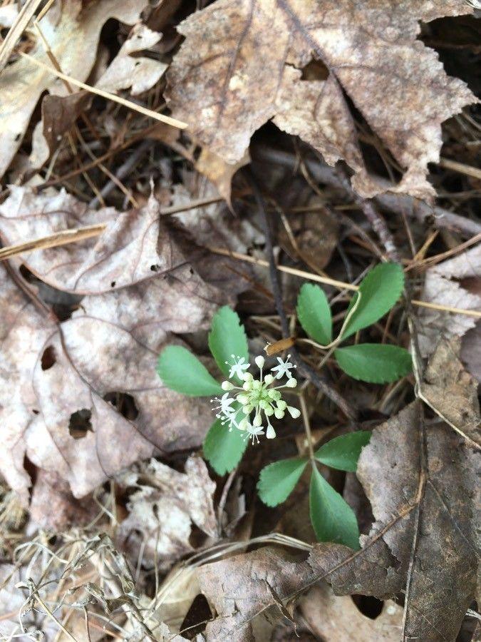 Panax trifolius