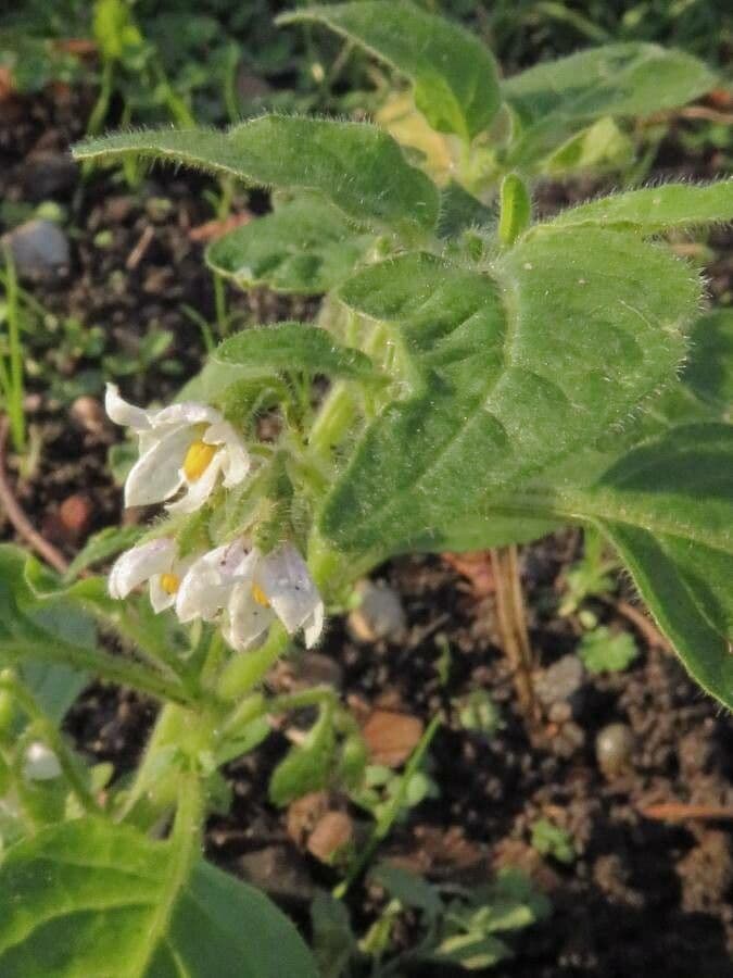 Solanum physalifolium