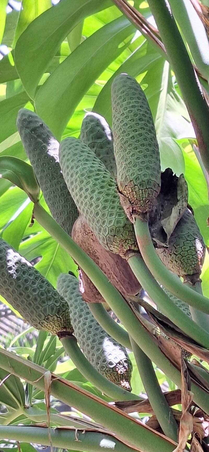 Monstera dubia