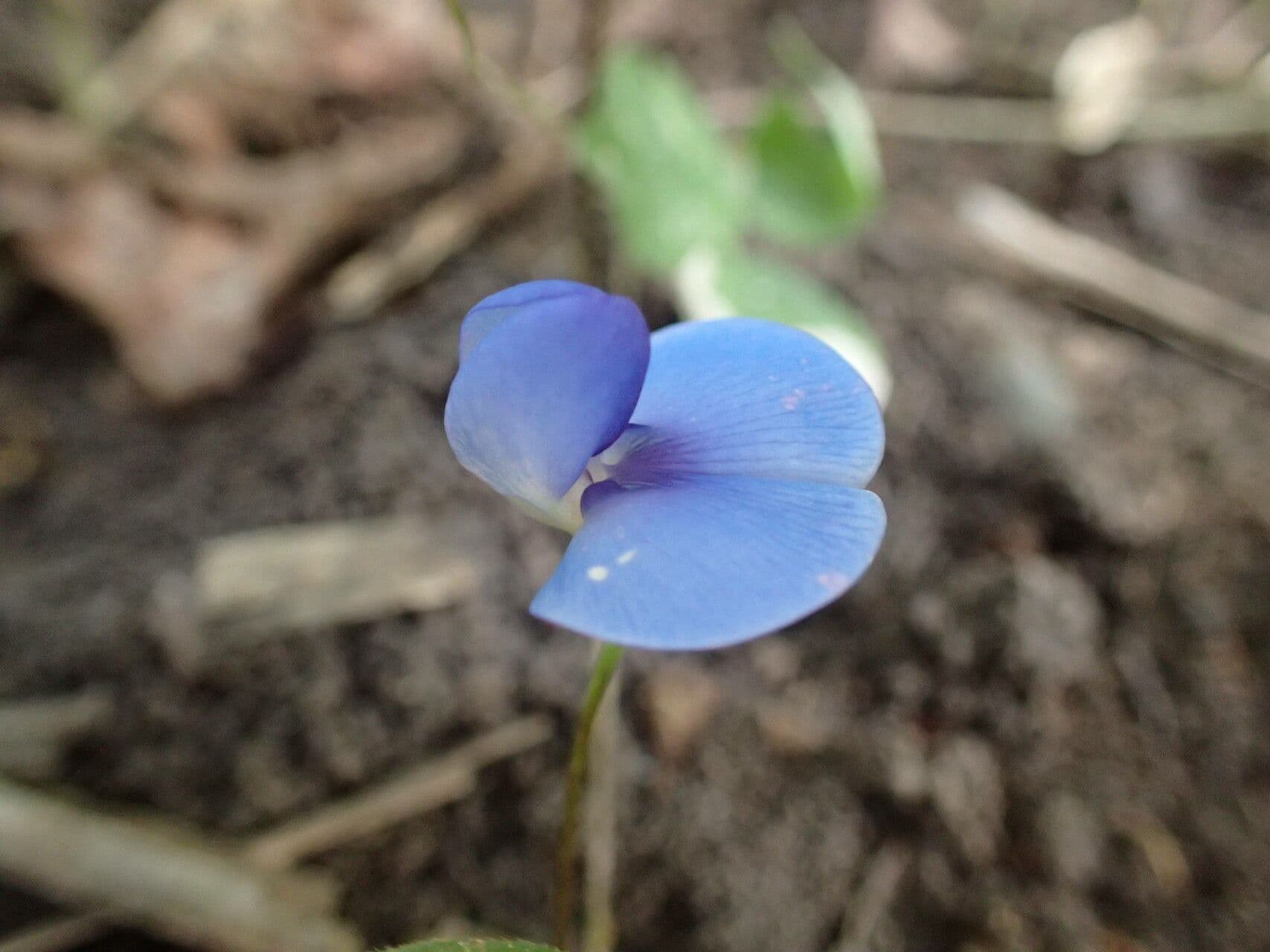 Vigna unguiculata