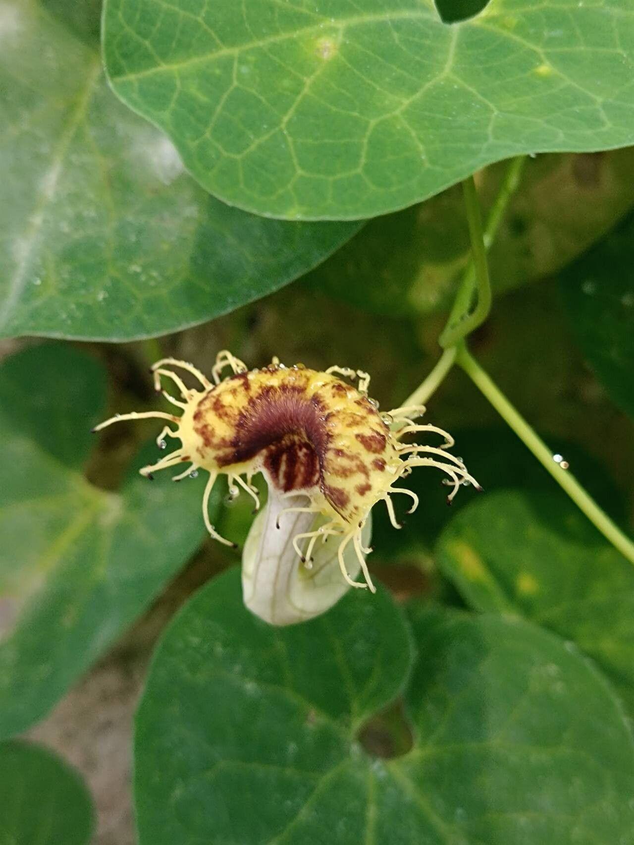 Aristolochia fimbriata