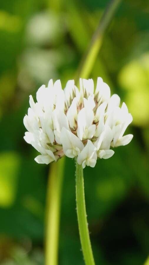 Trifolium repens