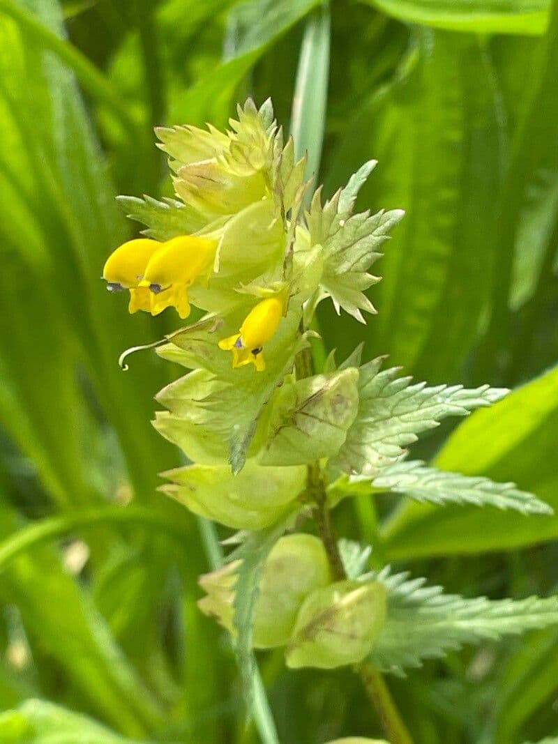 Rhinanthus minor