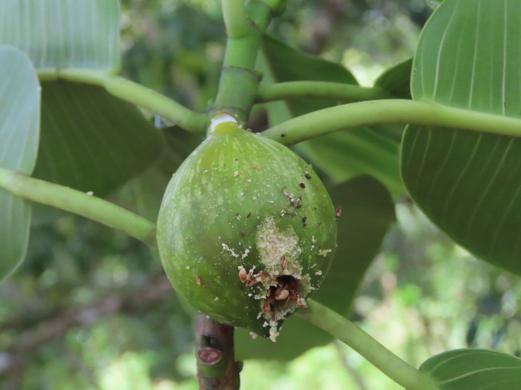 Ficus insipida