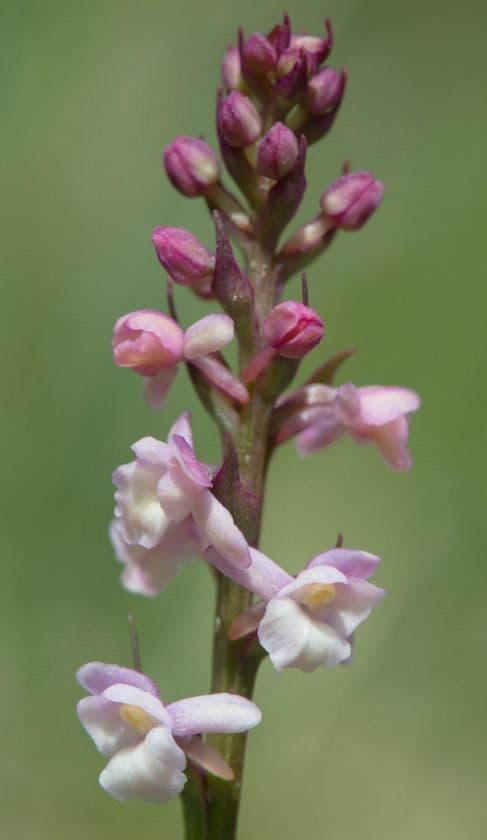 Gymnadenia odoratissima