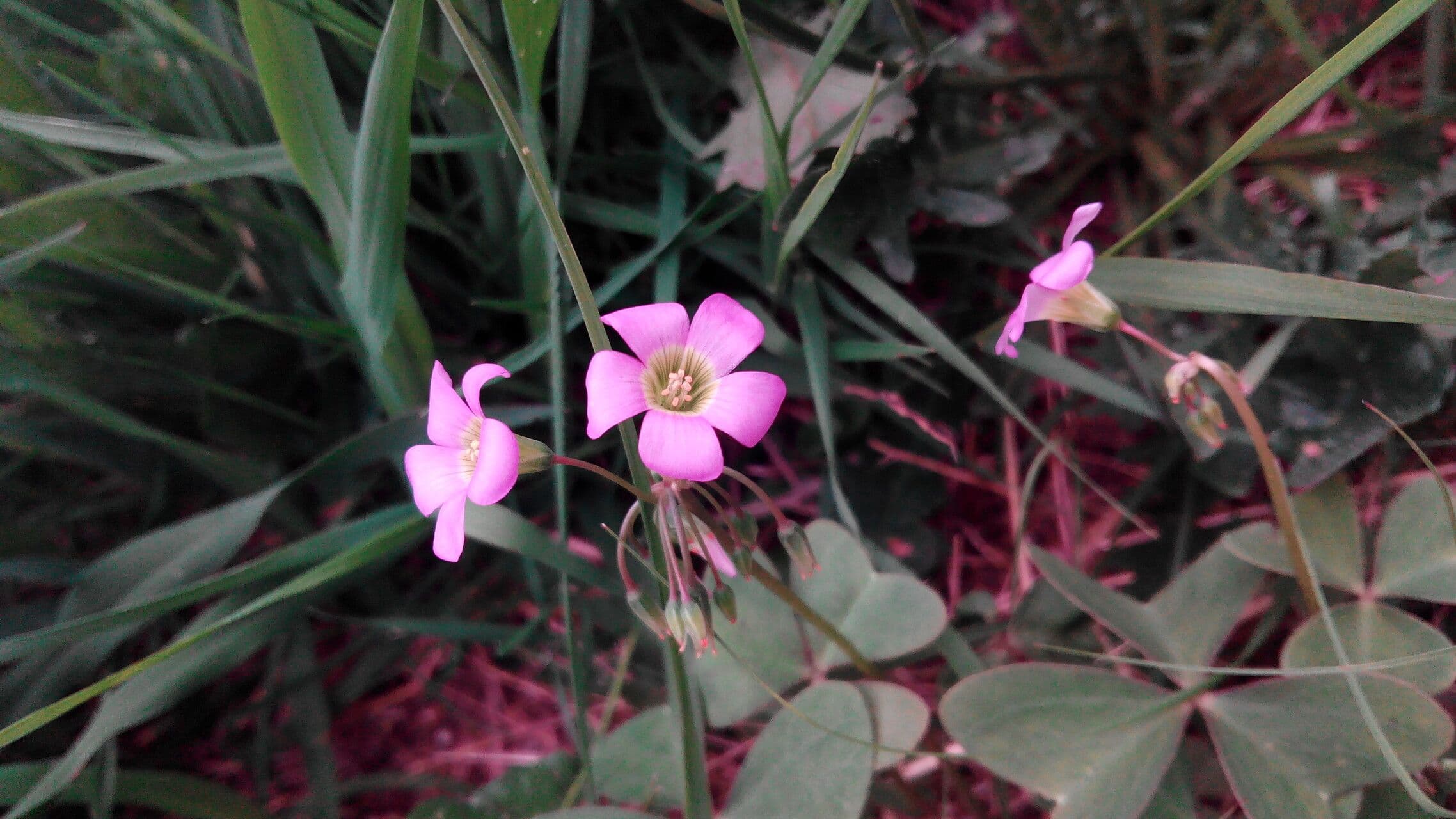 Oxalis drummondii