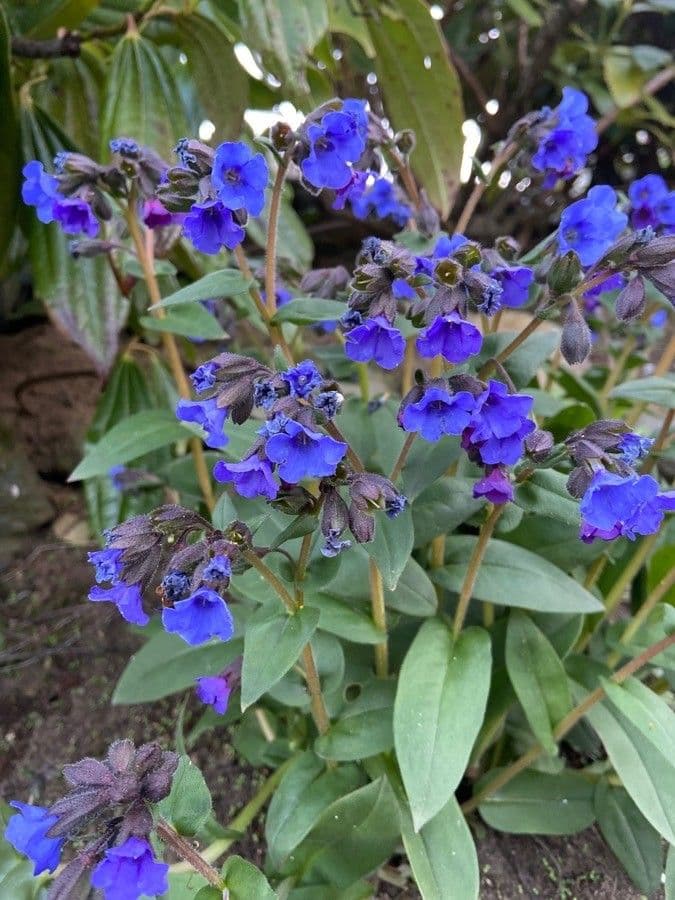 Pulmonaria angustifolia