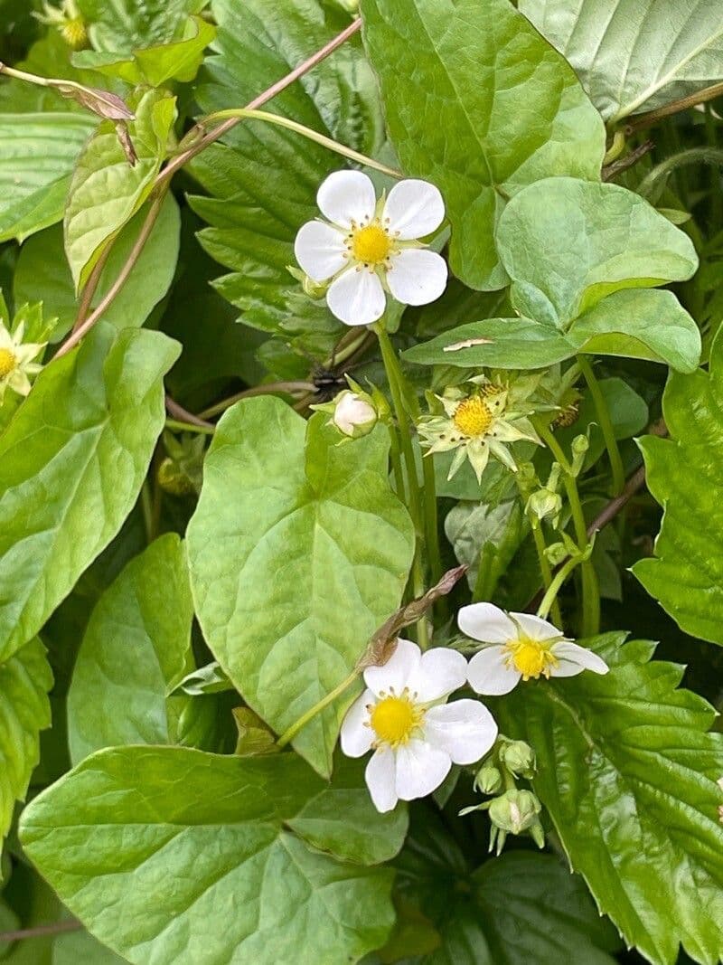 Fragaria viridis