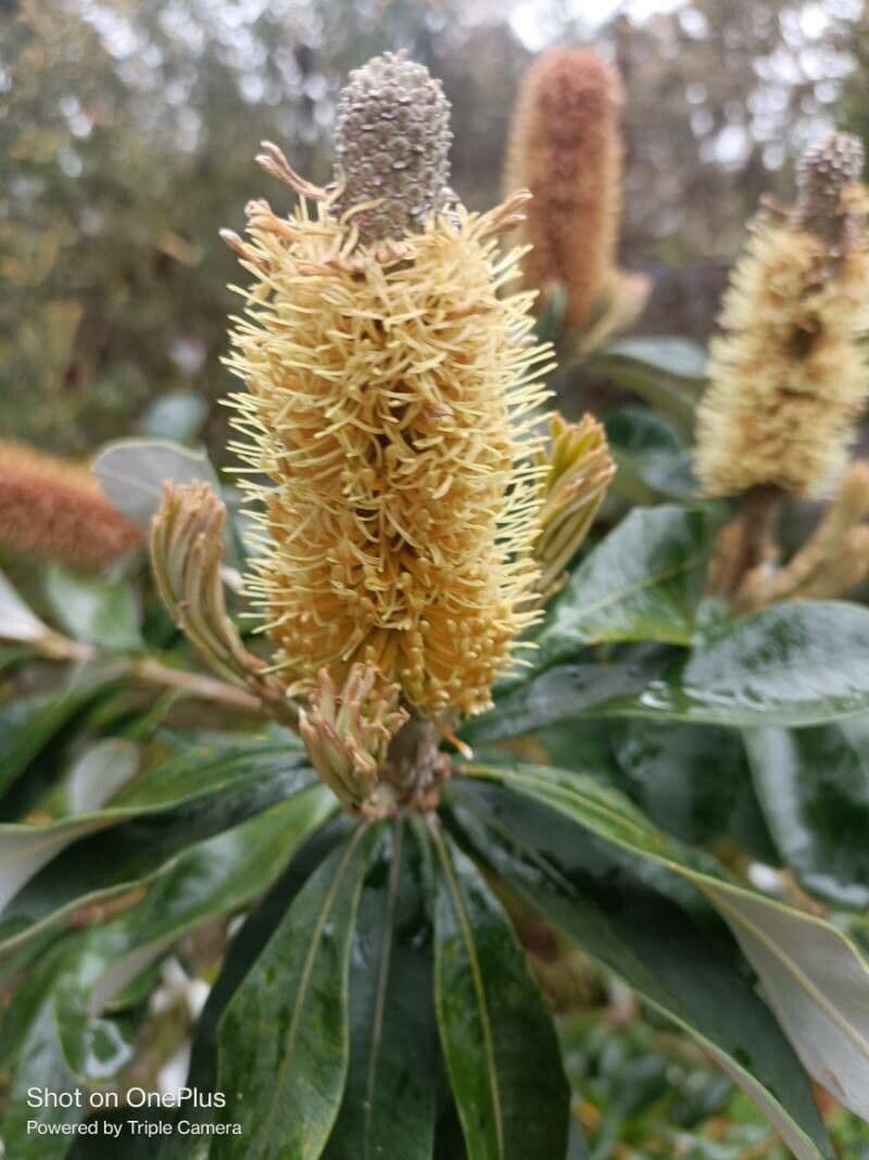 Banksia integrifolia