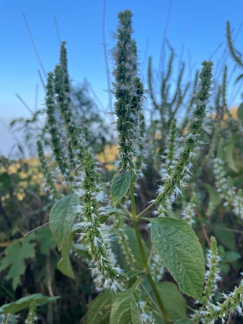 Agastache nepetoides