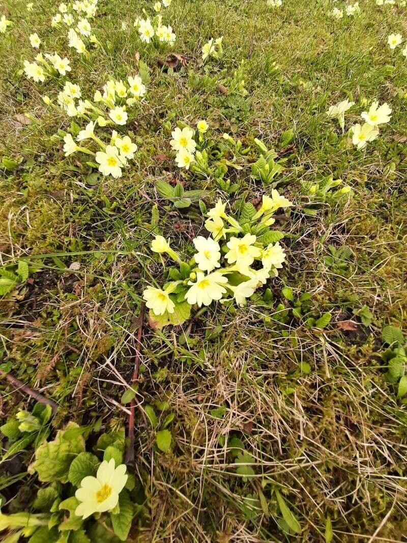 Primula vulgaris