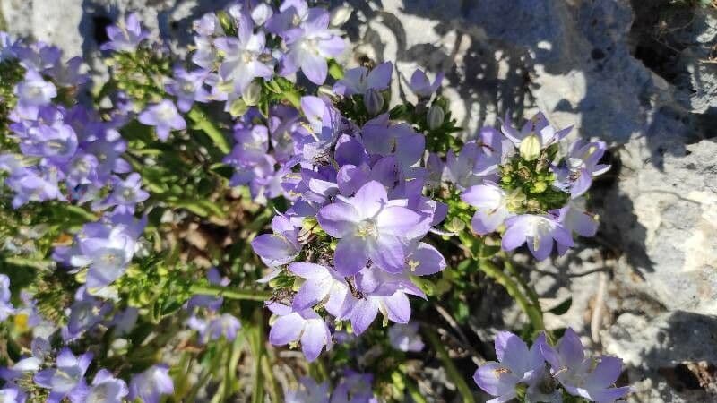 Campanula pyramidalis