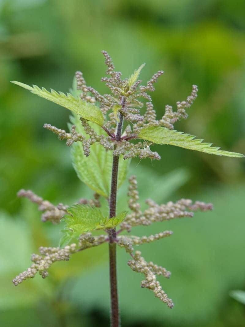 Urtica dioica