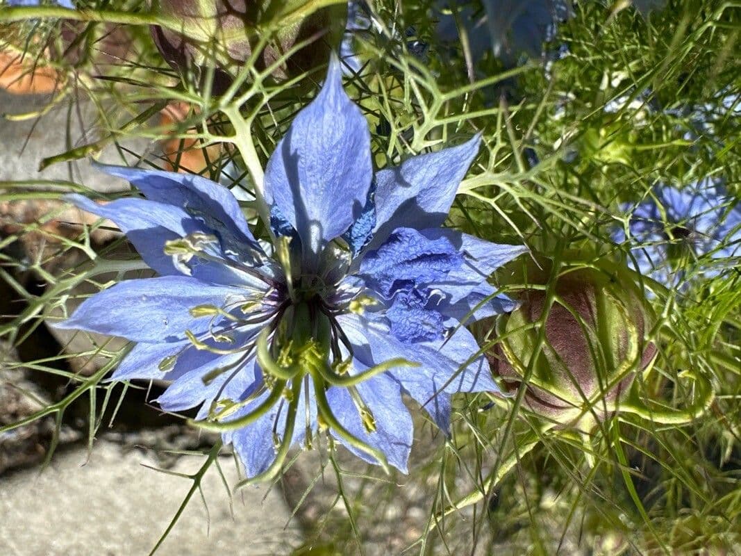 Nigella sativa