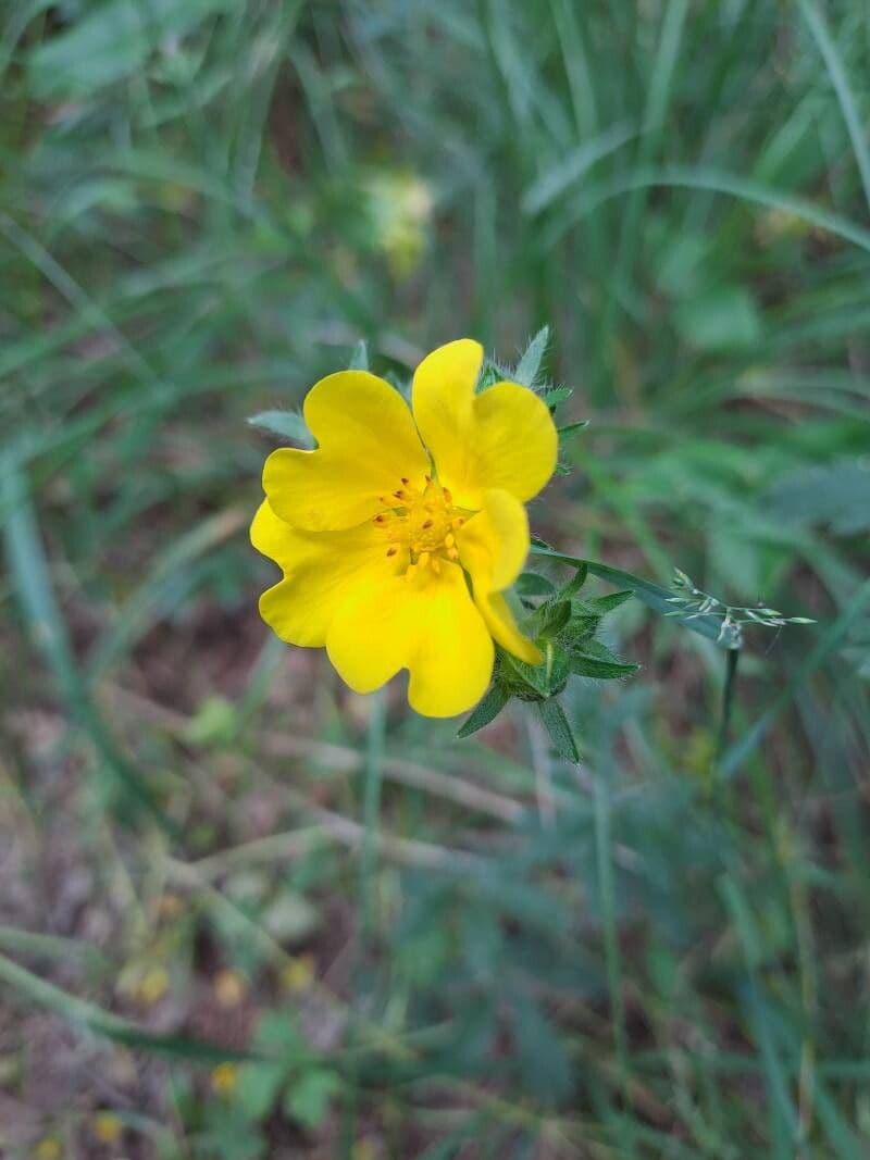 Potentilla hirta