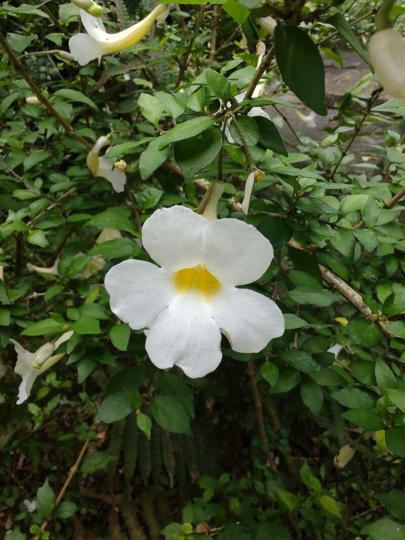 Thunbergia erecta