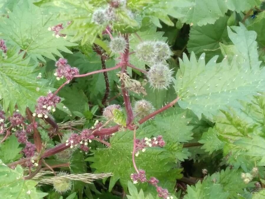 Urtica pilulifera