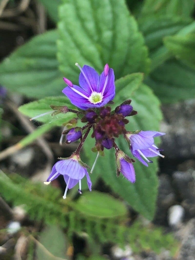 Veronica ponae