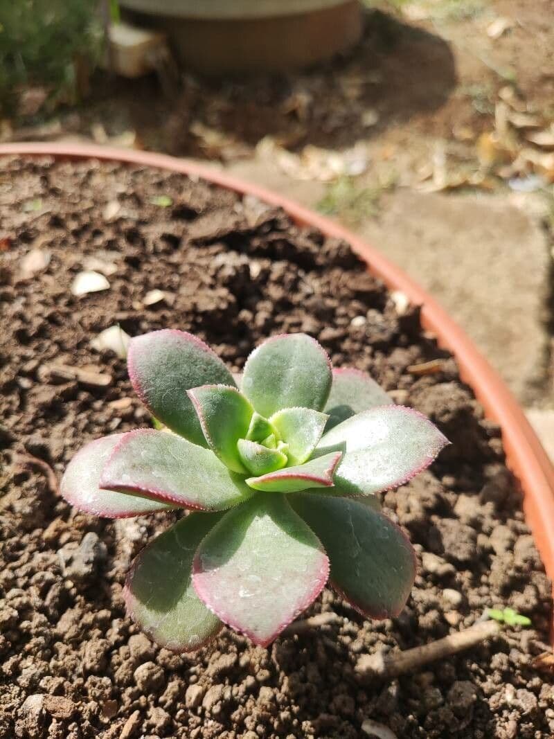 Aeonium decorum