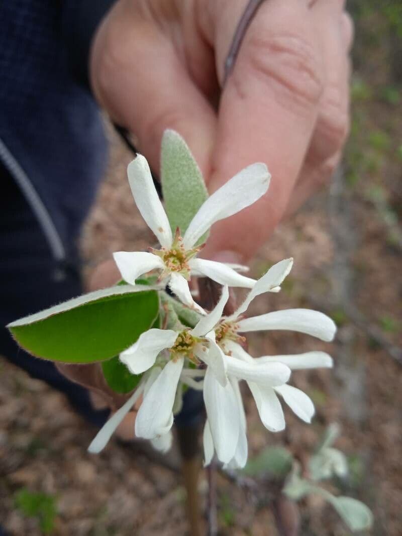 Amelanchier utahensis