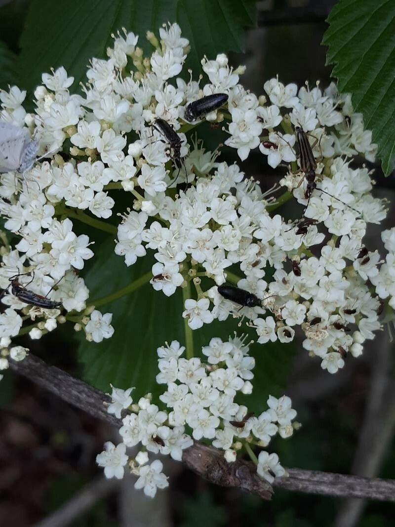 Viburnum recognitum