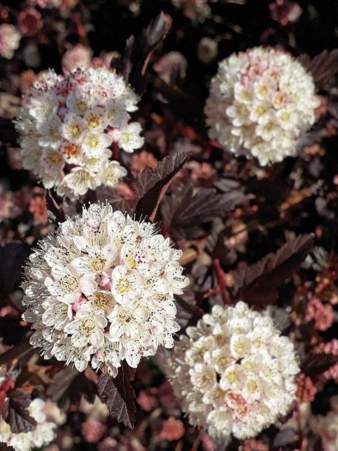 Physocarpus capitatus