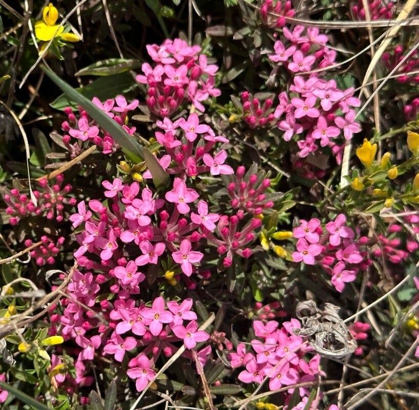 Daphne cneorum