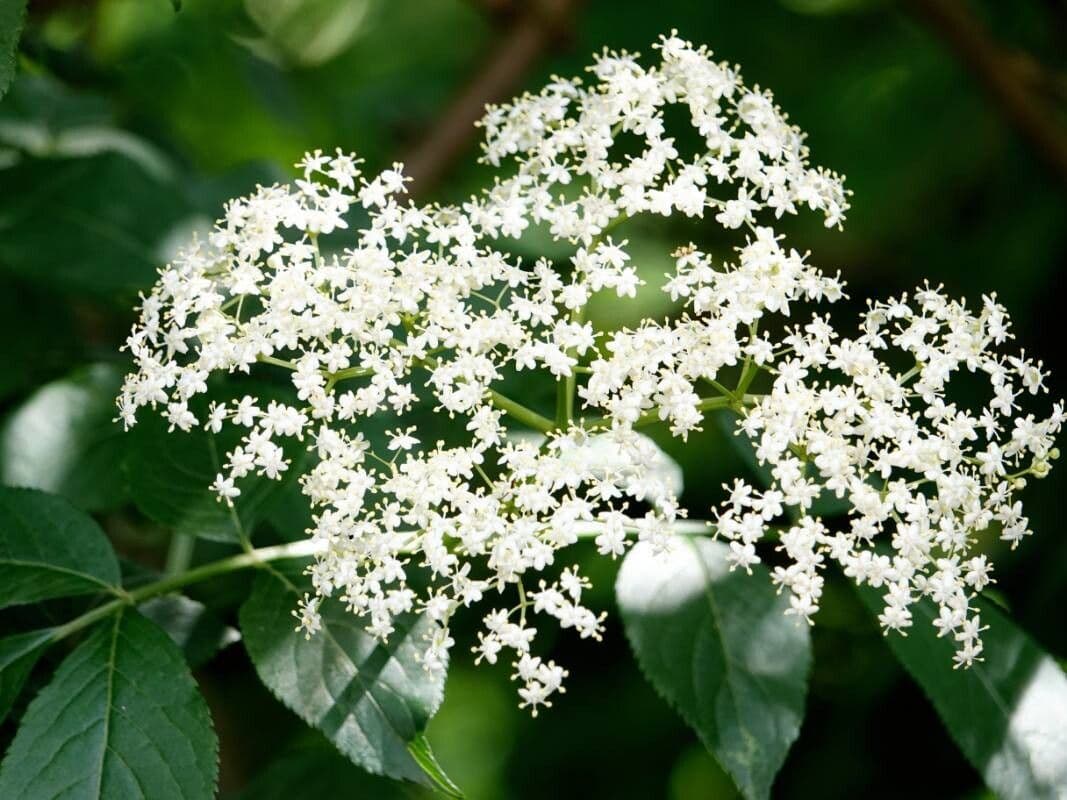 Sambucus canadensis