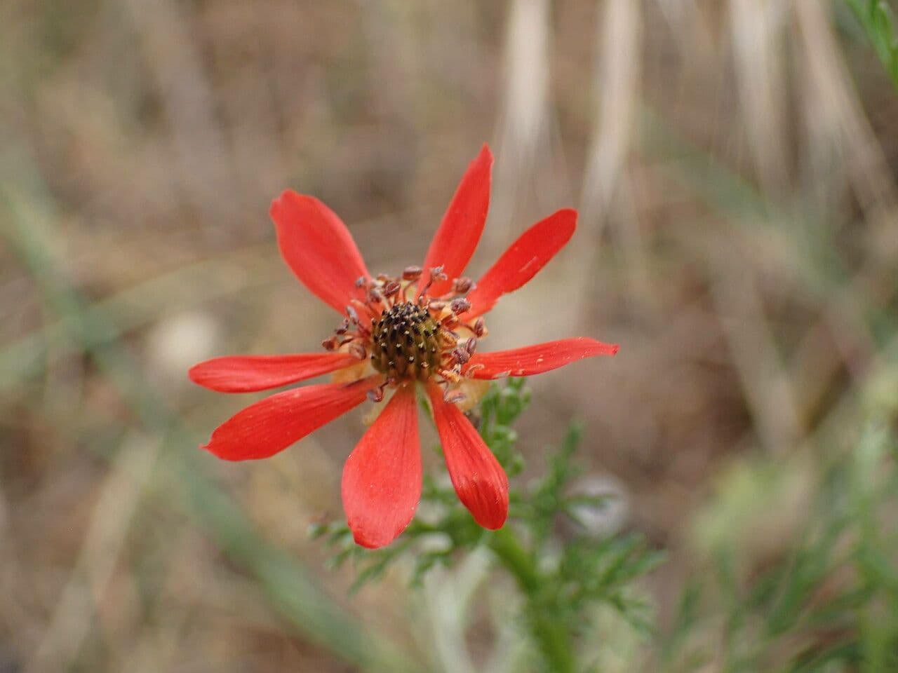 Adonis flammea