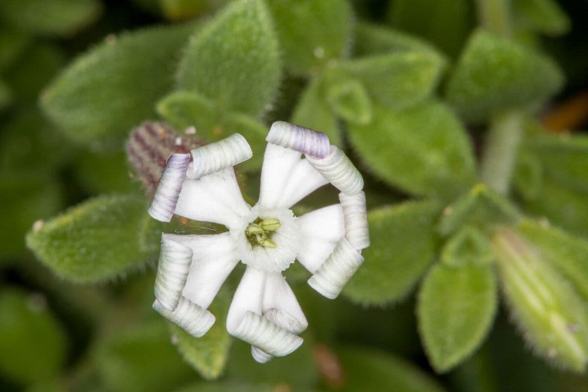 Silene succulenta