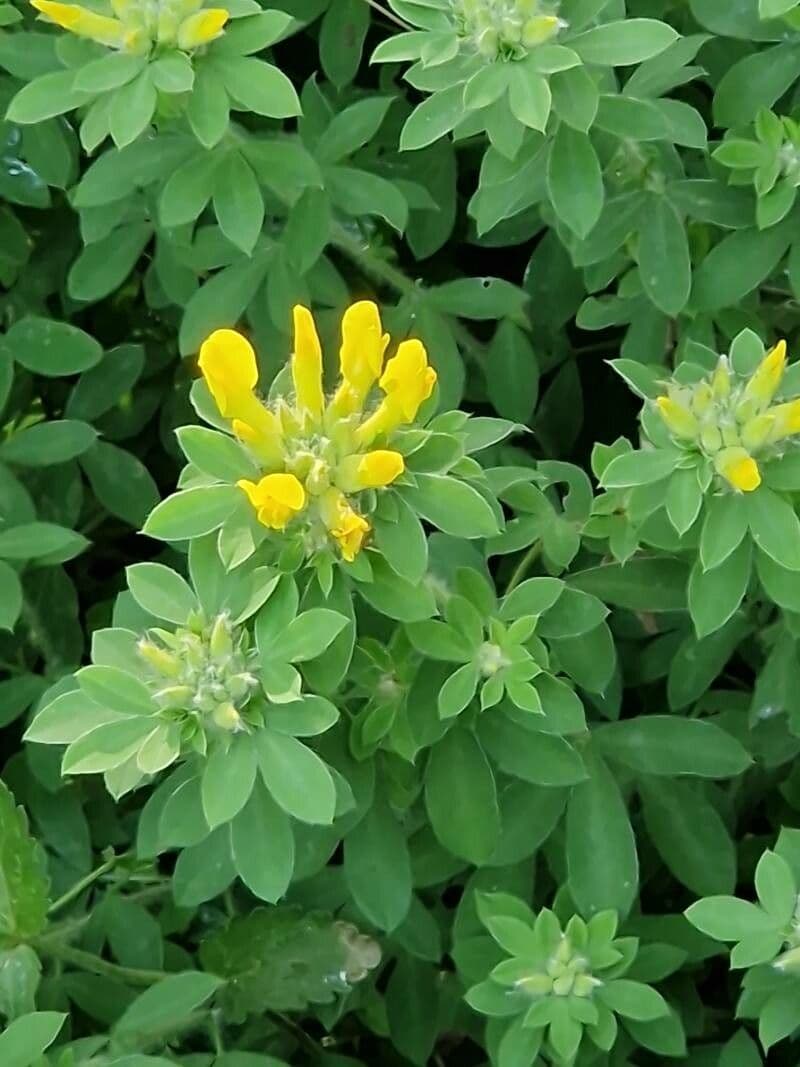 Chamaecytisus supinus