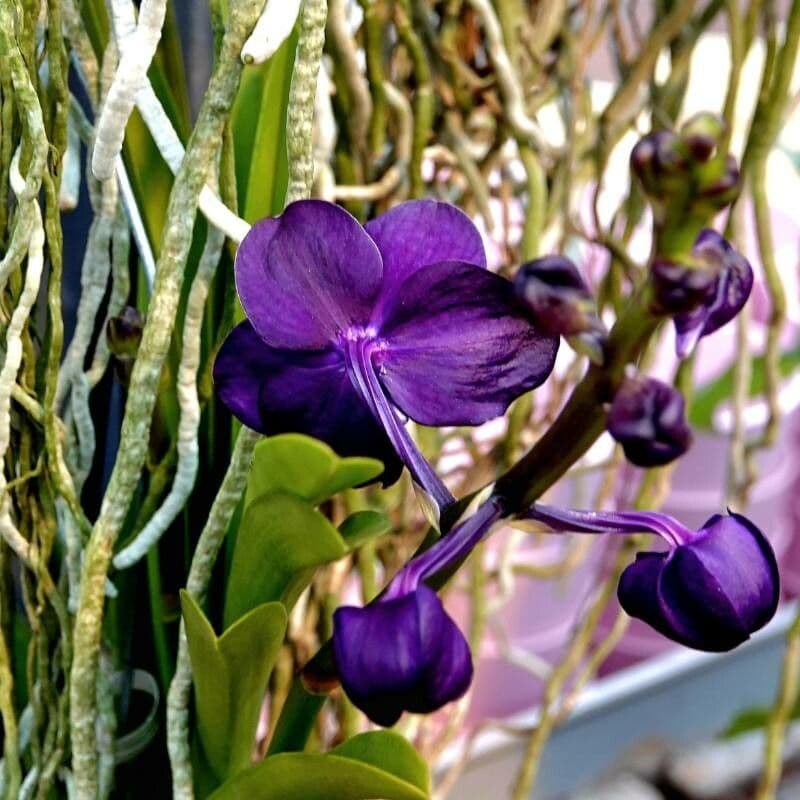 Vanda coerulea