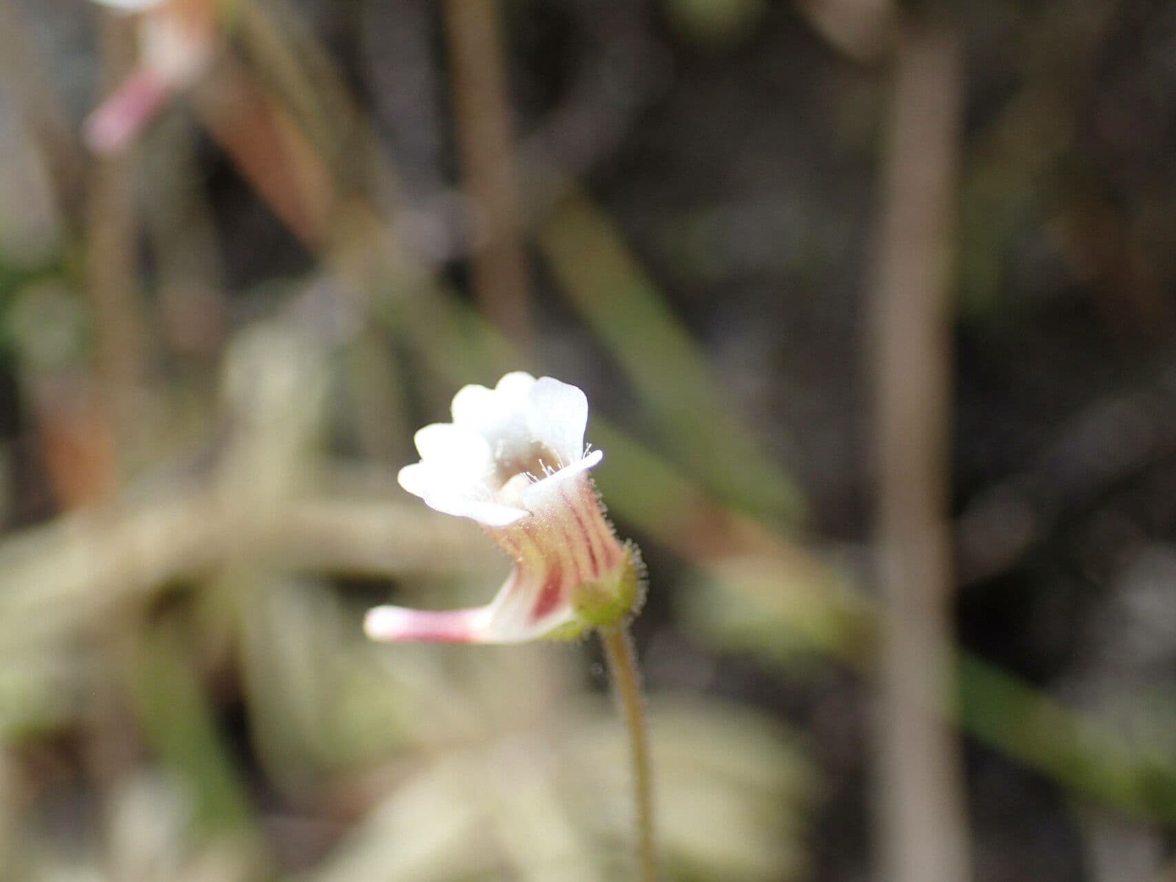 Pinguicula lusitanica