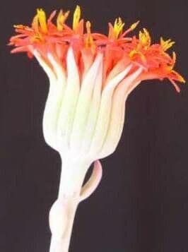 Kleinia grantii