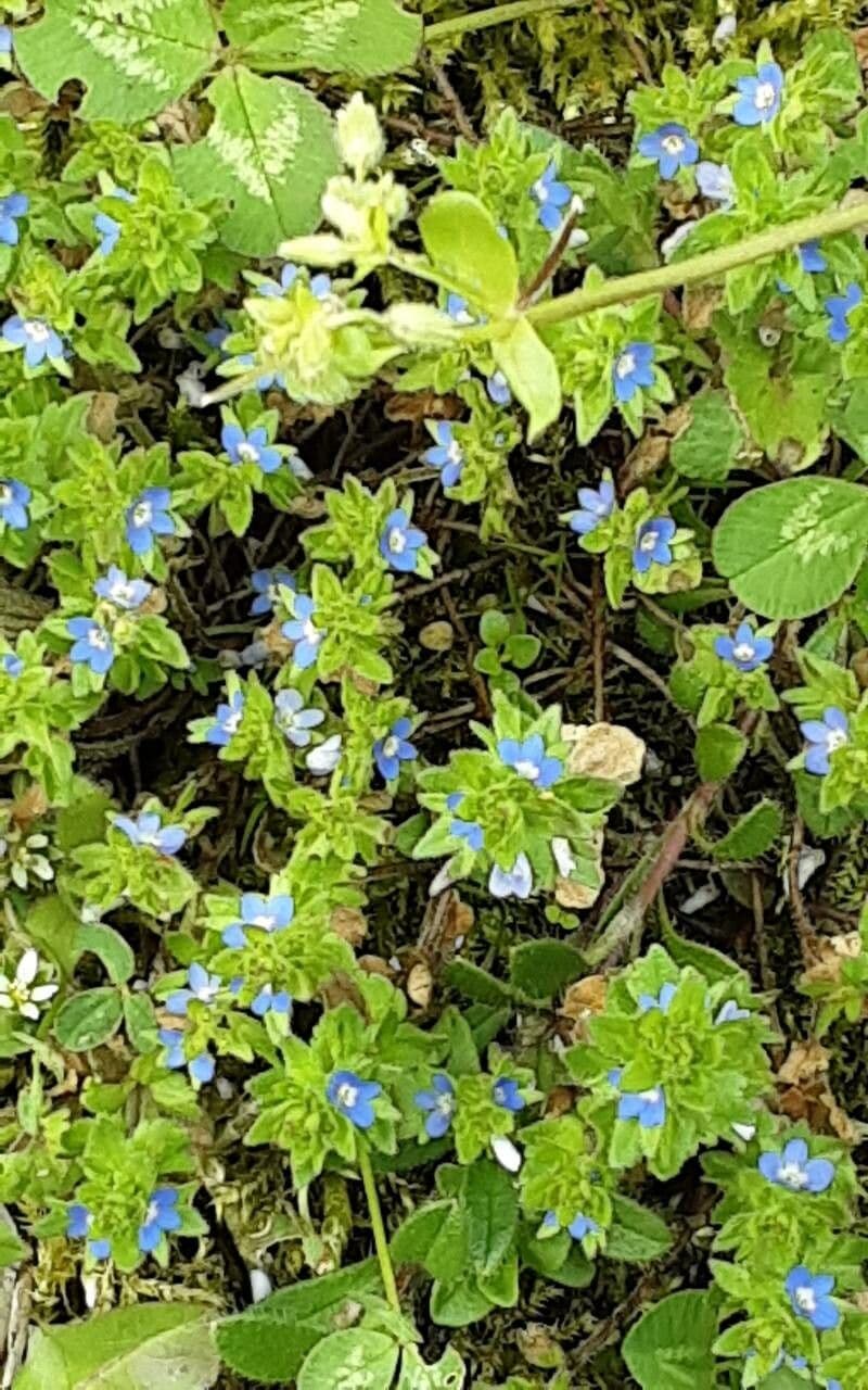 Veronica arvensis