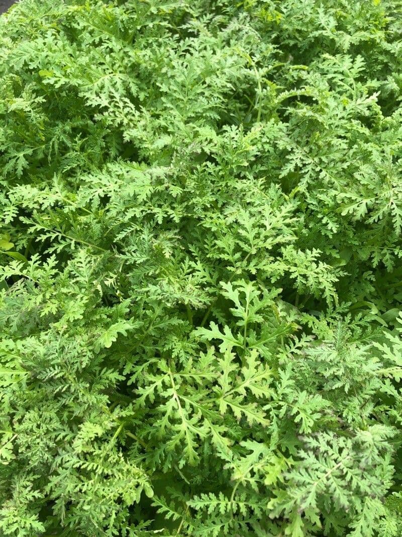 Artemisia annua