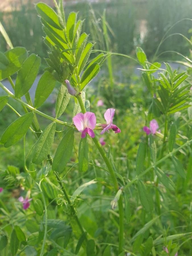 Vicia sativa